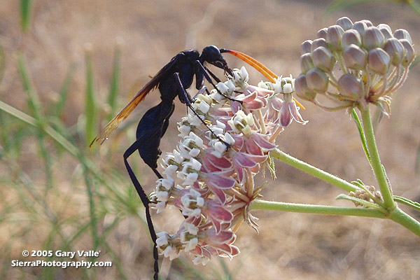 Tarantula Hawk