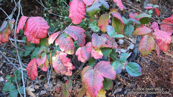 poison oak pictures of plant. Poison oak along the Garapito