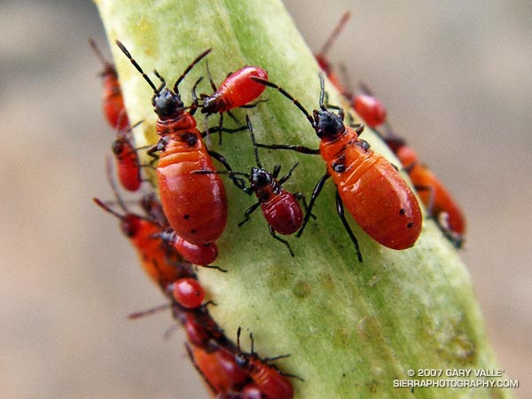 Orange Bugs