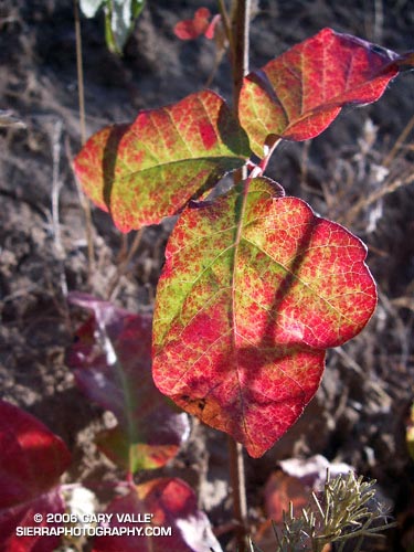 poison oak plant pictures. Poison Oak (Toxicodendron