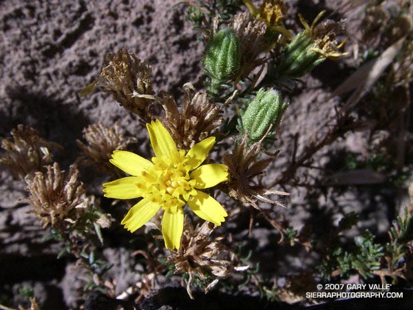 California Tarweed