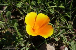 California poppy blooming along the Chamberlain Trail segment of the Backbone Trail in February