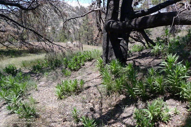 Poodle-dog bush* sprouting at the junction of the PCT and Mt. Waterman Trails, near Three Points. in July 2011.