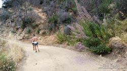 Huge Poodle-dog bush plants along Edison Road below Shortcut Saddle in July 2011.