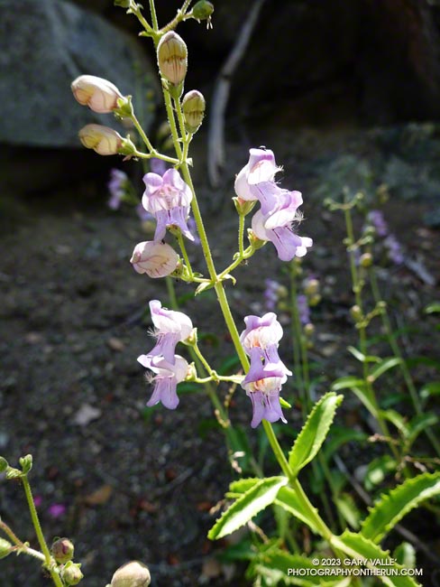 Grinnell's beardtongue along the Kenyon Devore Trail. June 4, 2023.