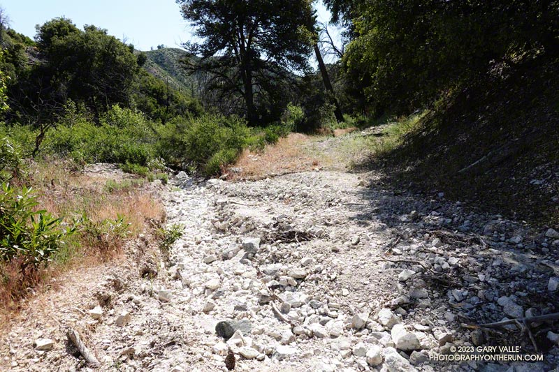 A stretch of Rincon Red Box Road, near West Fork Camp, that hadn't yet been cleared and graded. June 4, 2023.
