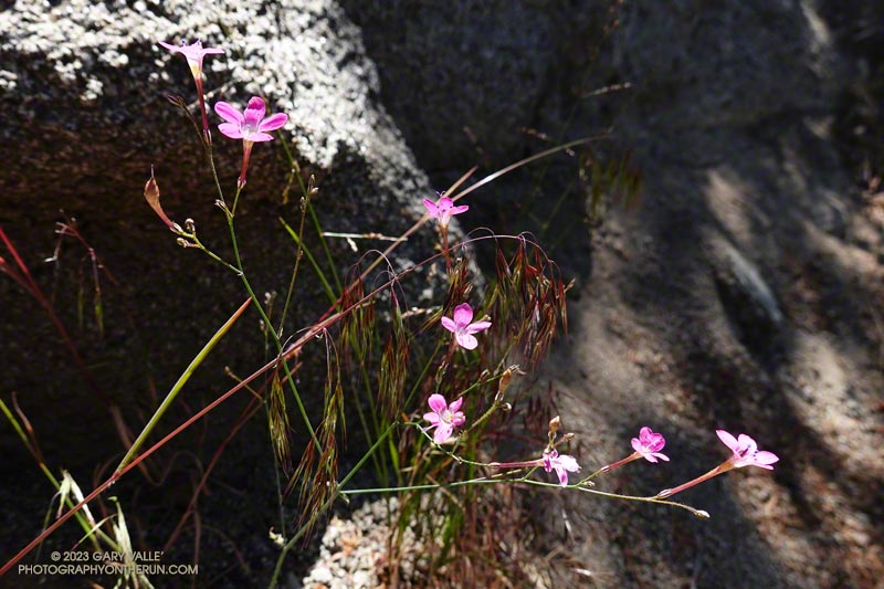 Splendid gilia along the Kenyon Devore Trail. June 4, 2023.
