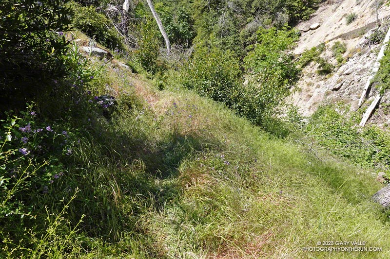Grassy section of the Kenyon Devore Trail, just past the Gabrielino Trail junction. June 4, 2023.