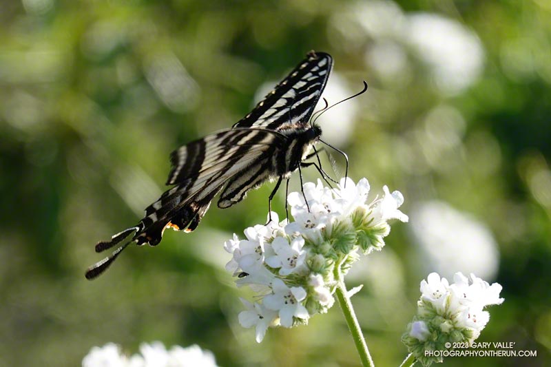 Pale swallowtail on yerba santa along the San Gabriel Peak Trail. June 4, 2023.