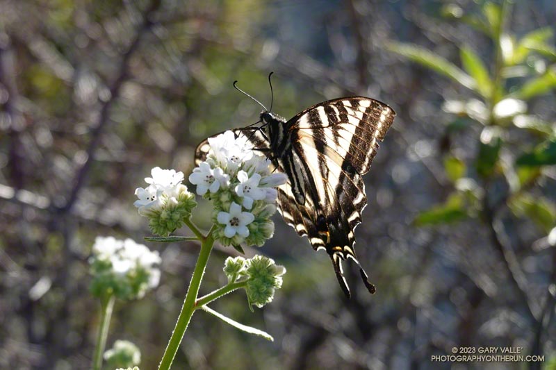 Pale swallowtail on yerba santa along the San Gabriel Peak Trail. June 4, 2023.