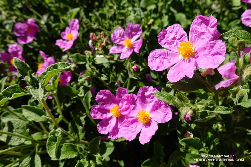 Pink rockrose along Rincon Red Box Road. This is a cultivated plant and is not native to California. June 4, 2023.