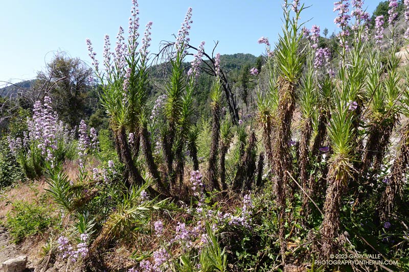 Dry, easily broken hairs on Poodle-dog bush are reported to cause skin irritation and inflammation. This is in addition to the contact dermatitis that can be caused from the plant's resinous leaves, stems, and flowers. June 4, 2023.