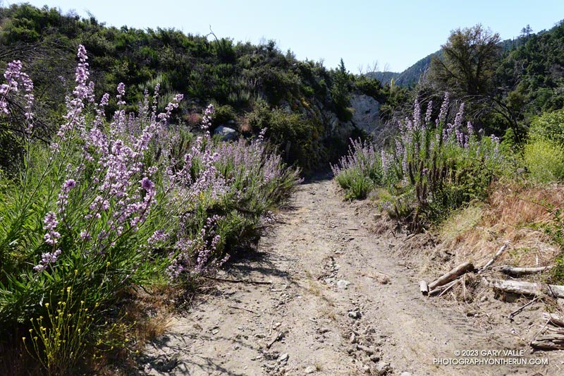 Poodle-dog bush along Rincon Red Box Road. It was common in the areas burned in the Bobcat Fire but as of June 4, 2023, was mostly avoidable . It can cause dermatitis in many people.