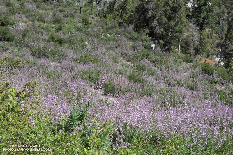 A hillside of Poodle-dog bush along the Gabrielino Trail, about a mile west of West Fork. June 4, 2023.