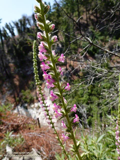 Rose snapdragon along the Gabrielino Trail. June 4, 2023.