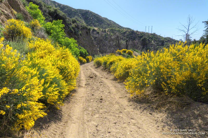 The pestilent invasive Spanish broom along Rincon Red Box Road. June 4, 2023.