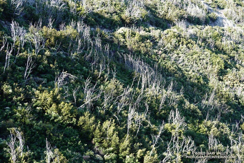 Dead trees and regrowth below Mt. Lowe Fire Road from the San Gabriel Peak Trail. The trees were killed in the 2009 Station Fire. The photo was taken June 4, 2023.
