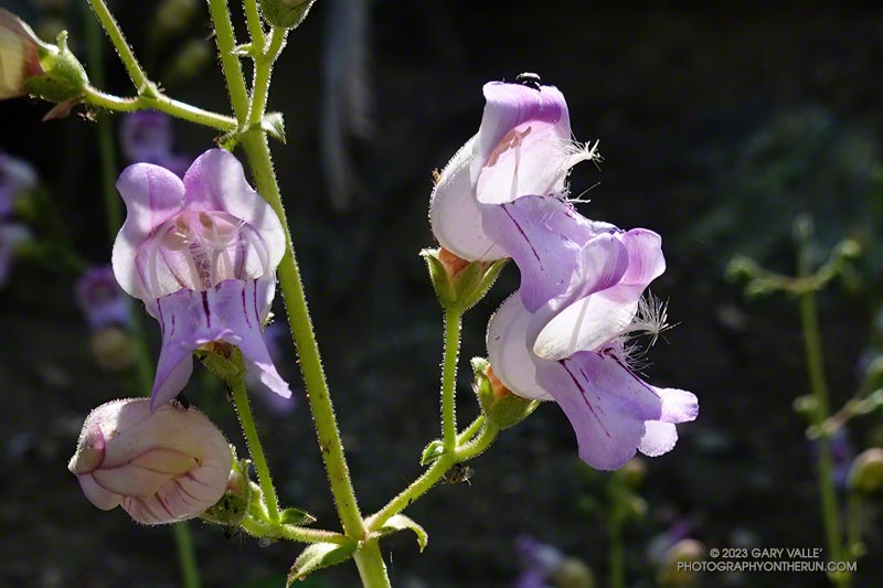 Why it's called beardtongue.
