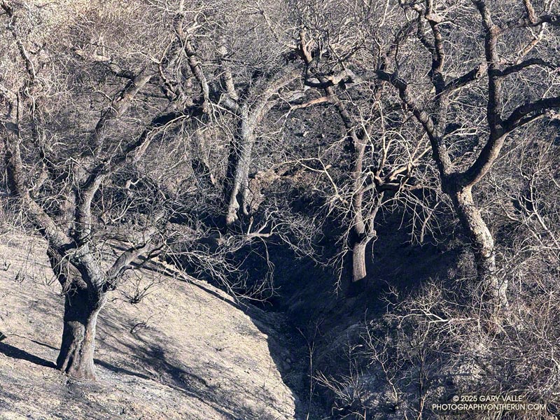 Oaks in the burned ravine on the west side of Lasky Mesa. Some of these should survive. February 11, 2025.