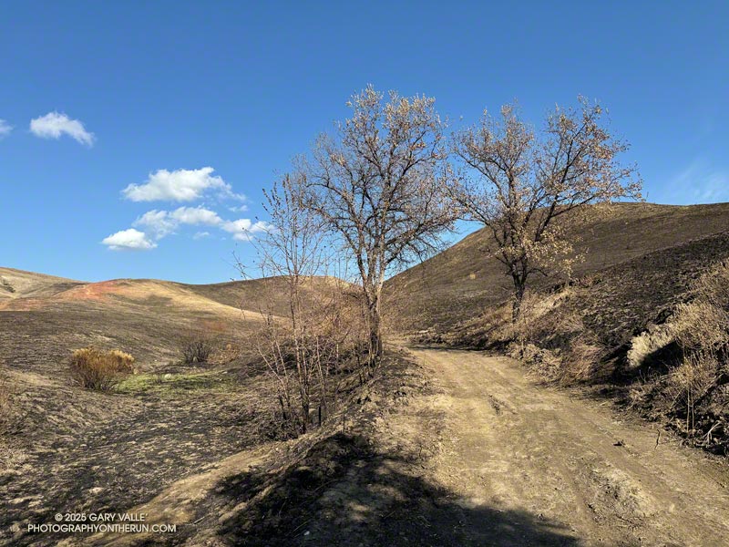 Looking back (east) at the burned terrain along East Las Virgenes Canyon Trail/Fire Road, about a half-mile from the Victory Trailhead. The two young valley oaks on opposite sides of the road should be OK. January 28, 2025.