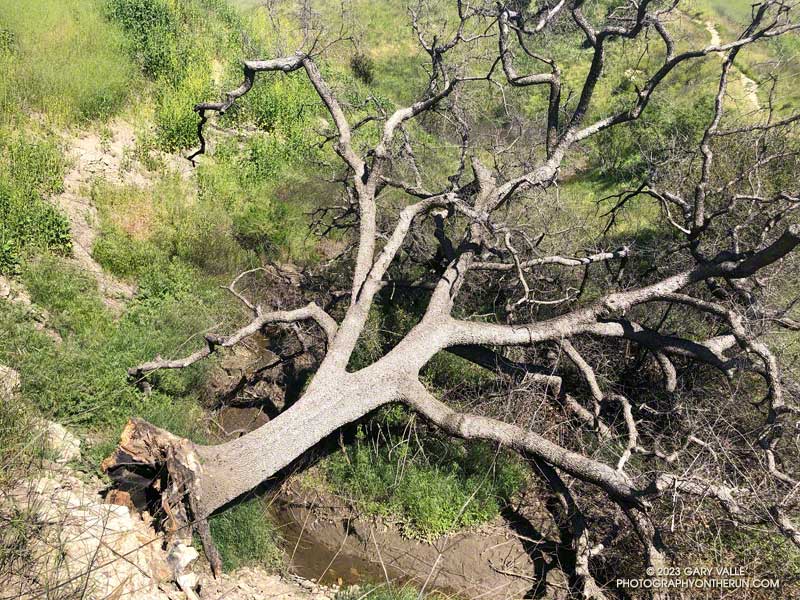 Until it collapsed in the Winter of 2022-23 -- a victim of drought and multiple fires -- there was one documented blue oak in Upper Las Virgenes Canyon Open Space Preserve (Ahmanson Ranch). April 10, 2023.