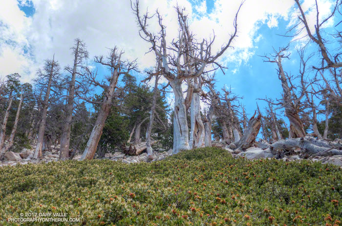 These lodgepole pines along the Fish Creek Trail were previously killed by a bark beetle infestation. Some of the dead trees were burned in the Lake Fire.