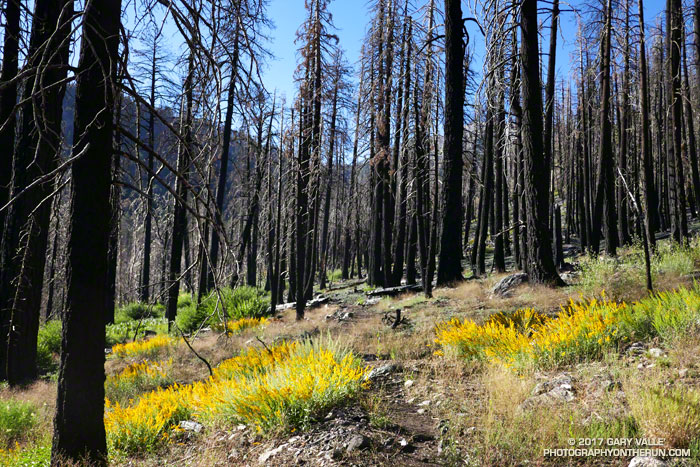 The change in soil chemistry and other factors influence the growth of plants following a fire, in this case promoting the growth of southern goldenrod. July 29, 2017. 