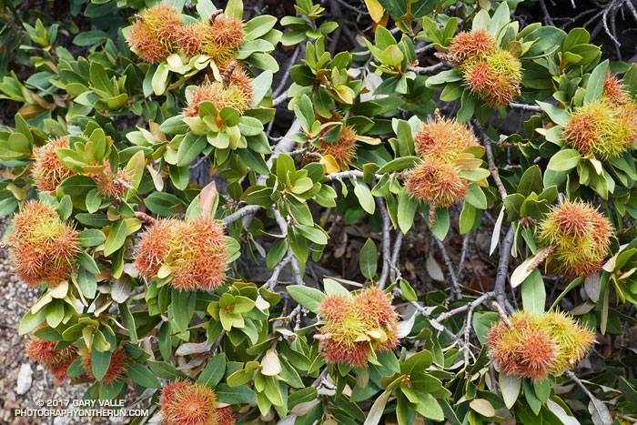 Chinquapin produces a nut, several of which are encased in each thorny burr. 