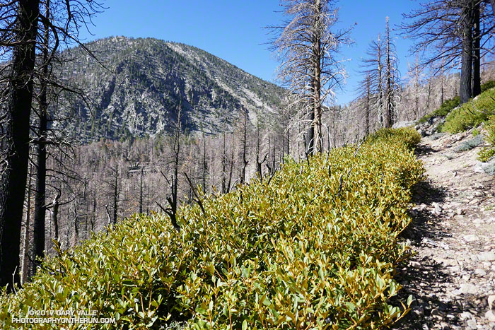 Chinquapin along the Dollar Lake Trail on San Gorgonio Mountain following the 2015 Lake Fire. July 29, 2017.