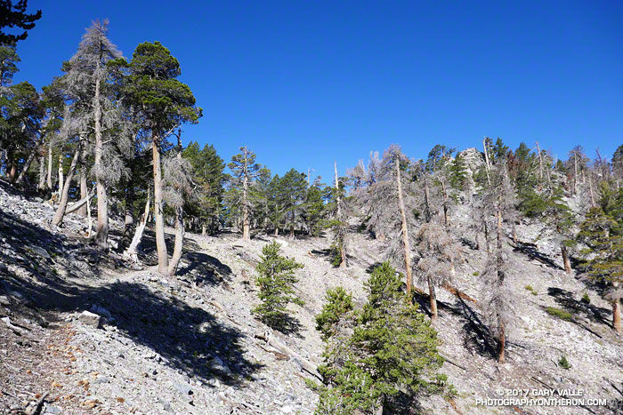 Nearing Dollar Lake Saddle on the Dollar Lake Trail. The 2015 Lake Fire burned a number of limber pines in this area. July 29, 2017.