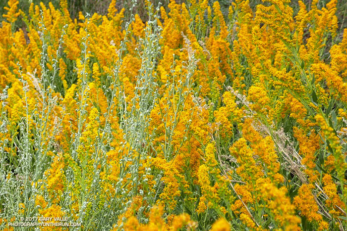 Southern goldenrod.