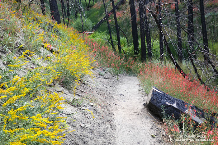 Goldenrod and penstemon along the South Fork Trail about a quarter-mile from the trailhead. July 29, 2017.
