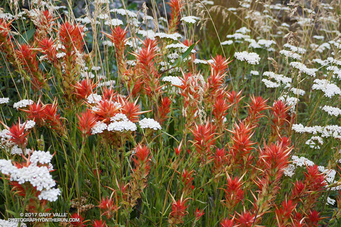 Paintbrush and yarrow along the South Fork Trail. July 29, 2017.
