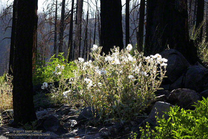 Prickly poppy blooming along the South Fork Trail on San Gorgonio Mountain. July 29, 2017.