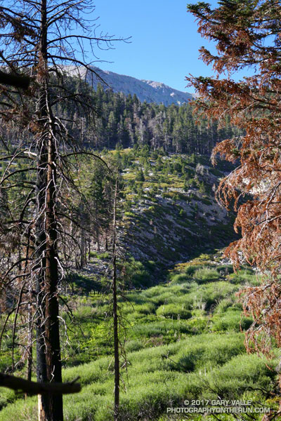 South Fork Meadows from the Dollar Lake Trail on San Gorgonio Mountain. July 29, 2017.
