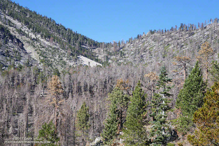 Dollar Lake Saddle from the Dollar Lake Trail about 5 miles from the South Fork Trailhead following the 2015 Lake Fire. July 29, 2017.