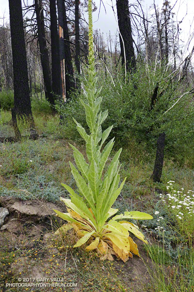 Woolly mullein (Verbascum thapsus), an invasive species, along the South Fork Trail. July 29, 2017.