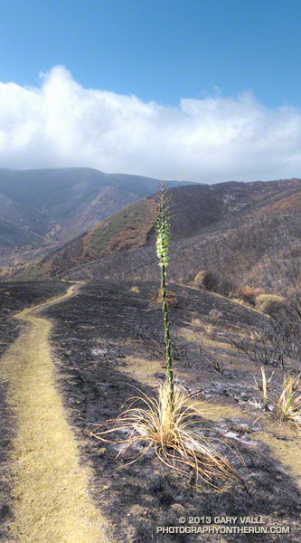 Blooming yucca on the Serrano Valley Trail. May 25, 2013.