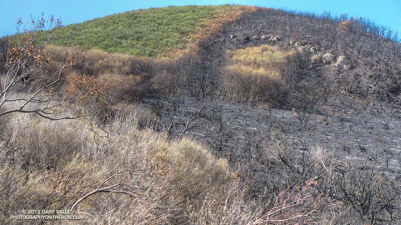 About a quarter-mile before the Serrano Valley Trail junction a panicked deer was bounding through the unburned brush. The reason was following about 200 yards behind -- a big coyote. May 25, 2013.