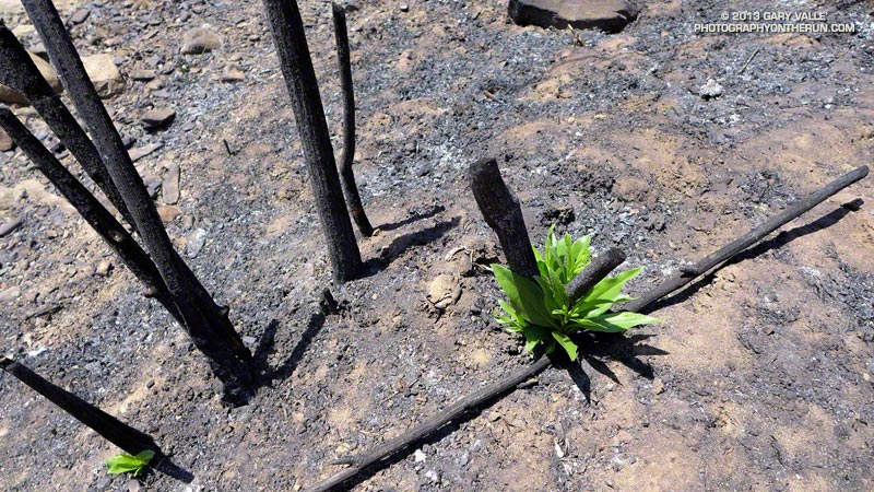 Many chaparral plants regrow by crown-sprouting. This is on the Upper Sycamore Trail on  May 25, 2013 -- about three weeks after it was burned.