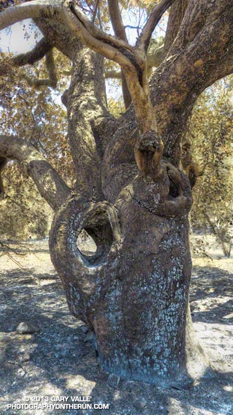 Gnarled, burned oak along the Two Foxes Trail. There was recently deposited mountain lion scat on the trail near here.This tree survived the 1993 Green Meadows fire. May 25, 2013.