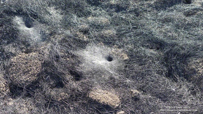 Grass spider web and burrow near the junction of the Old Boney Trail and Serrano Valley Trail. May 25, 2013.