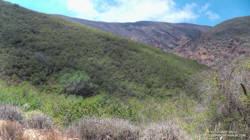 Unburned chaparral on Hell Hill. May 25, 2013.
