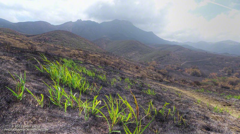 New growth along the Serrano Valley Loop Trail. Boney Mountain in the distance. May 25, 2013.