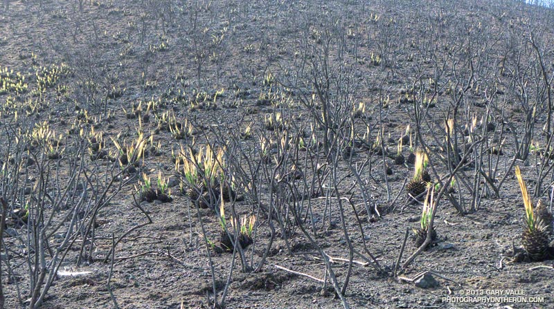 The number of yucca plants normally hidden from view was astounding. This is on the Old Boney Trail just before the Serrano Valley Trail junction. May 25, 2013.