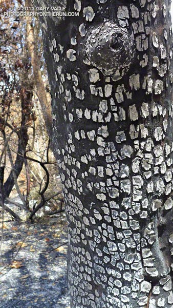 Burned sycamore in Serrano Canyon.  May 25, 2013.