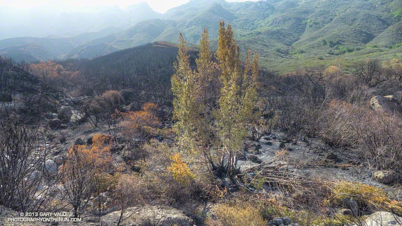 Scorched California bay in upper Blue Canyon, along the Old Boney Trail. May 25, 2013.