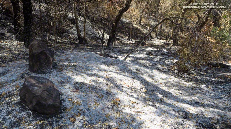 Fire behavior in Serrano Canyon was erratic. A tree burned here while others around it did not.  May 25, 2013.