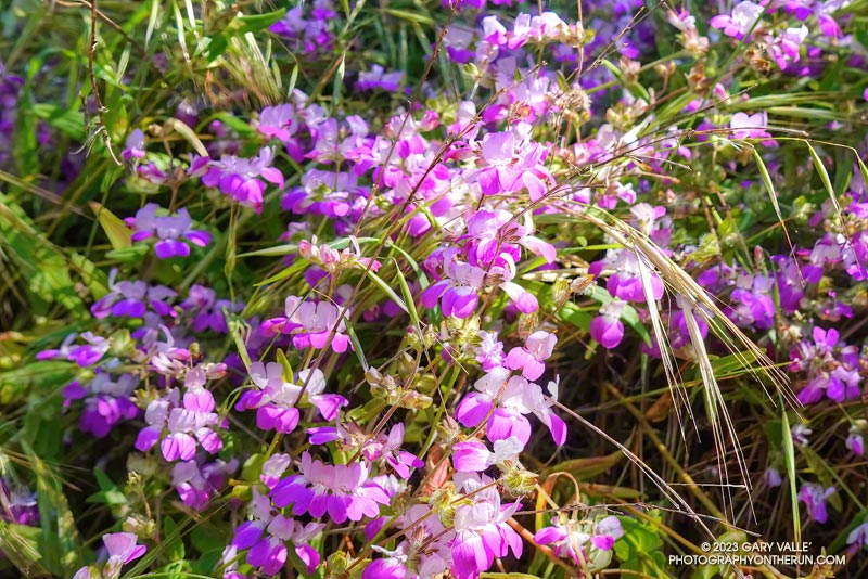 Purple and white Collinsia along the Lost Cabin Trail. May 5, 2023.