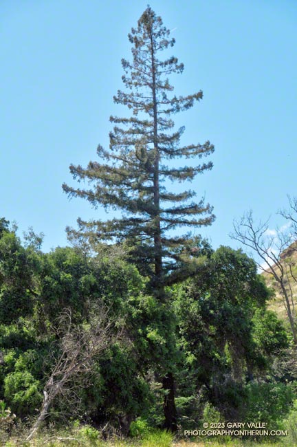 Coast redwood near the junction of the Forest and Crags Road Trails. Its just a little west of the seasonal bridge. May 5, 2023.